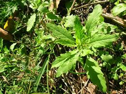Image result for Chenopodium ambrosioides