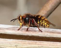 Attēlu rezultāti vaicājumam “Dolichovespula media”