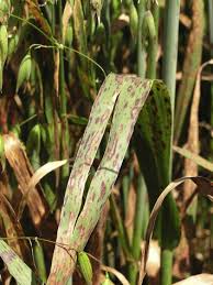 Attēlu rezultāti vaicājumam “Puccinia coronata”