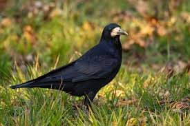 Attēlu rezultāti vaicājumam “Corvus frugilegus”