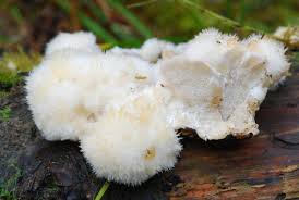 Attēlu rezultāti vaicājumam “Postia”