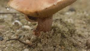 Attēlu rezultāti vaicājumam “Suillus bovinus”