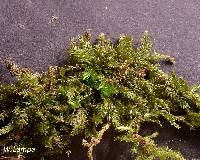 Attēlu rezultāti vaicājumam “Plagiothecium cavifolium”