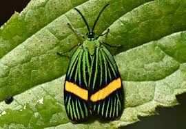 Attēlu rezultāti vaicājumam “Zygaenidae”