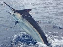 Image result for Istiompax indica