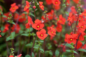 Image result for Alonsoa liniflora