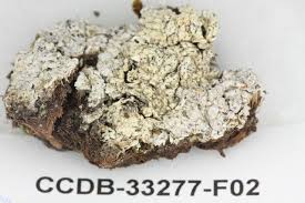 Attēlu rezultāti vaicājumam “Pertusaria flavida”