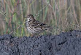 Image result for Anthus cervinus