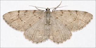 Attēlu rezultāti vaicājumam “Aethalura punctulata”