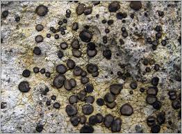 Attēlu rezultāti vaicājumam “Porpidia macrocarpa”