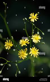 Attēlu rezultāti vaicājumam “Lapsana communis flower”