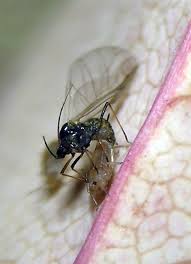 Attēlu rezultāti vaicājumam “Rhopalosiphum oxyacanthae”