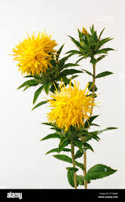 Image result for Carthamus tinctorius