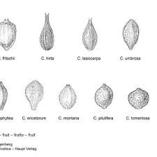 Attēlu rezultāti vaicājumam “Carex lasiocarpa fruit”