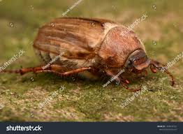 Attēlu rezultāti vaicājumam “Amphimallon solstitiale imago”