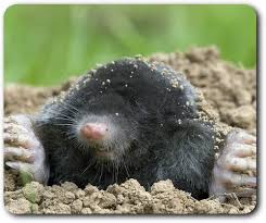 Attēlu rezultāti vaicājumam “Talpa europaea”