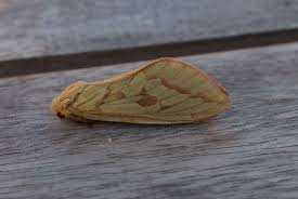 Attēlu rezultāti vaicājumam “Hepialus humuli female”