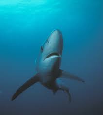 Image result for South Axholme Sharks Asc