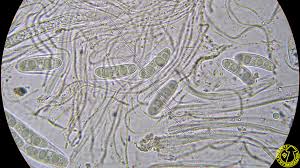 Attēlu rezultāti vaicājumam “Propolis farinosa”