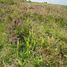 Attēlu rezultāti vaicājumam “Lycopodium dubium”