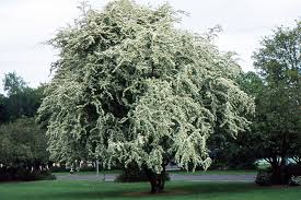 Attēlu rezultāti vaicājumam “Crataegus”