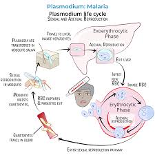 Attēlu rezultāti vaicājumam “Enteridium variabile plasmodium”