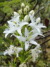 Attēlu rezultāti vaicājumam “Menyanthes trifoliata”