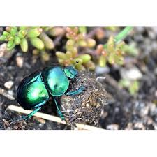 Attēlu rezultāti vaicājumam “Trypocopris vernalis”