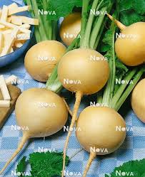 Attēlu rezultāti vaicājumam “Brassica napus fruit”