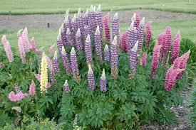 Attēlu rezultāti vaicājumam “Lupinus polyphyllus fruit”