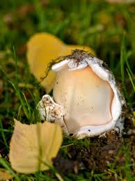 Attēlu rezultāti vaicājumam “Amanita crocea”