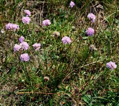 Attēlu rezultāti vaicājumam “Armeria vulgaris”
