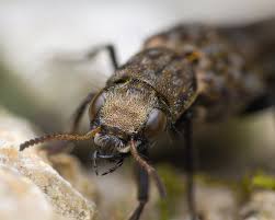 Attēlu rezultāti vaicājumam “Ontholestes murinus”