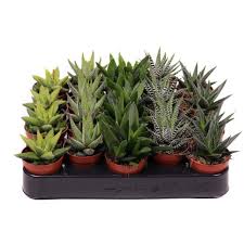 Image result for Haworthia mix