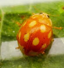 Attēlu rezultāti vaicājumam “Calvia decemguttata larva”