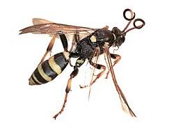 Attēlu rezultāti vaicājumam “Ichneumonidae imago”