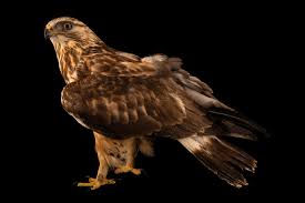 Image result for Buteo lagopus