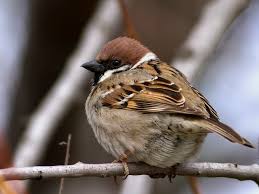 Attēlu rezultāti vaicājumam “Passer montanus adult”