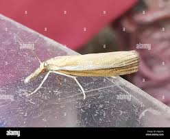 Attēlu rezultāti vaicājumam “Agriphila selasella”