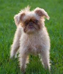 Image result for brüsseler giffon