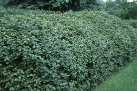 Attēlu rezultāti vaicājumam “Viburnum lantana”