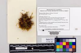 Attēlu rezultāti vaicājumam “Drepanocladus aduncus var. polycarpon”