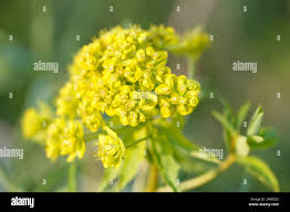 Attēlu rezultāti vaicājumam “Euphorbia virgata flower”