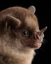 Attēlu rezultāti vaicājumam “Nyctalus leisleri”