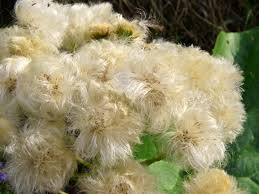 Attēlu rezultāti vaicājumam “Petasites spurius flower”