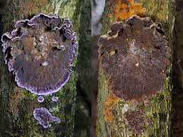 Attēlu rezultāti vaicājumam “Chondrostereum purpureum”