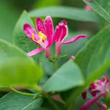 Attēlu rezultāti vaicājumam “Lonicera tatarica”
