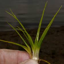 Attēlu rezultāti vaicājumam “Isoetes lacustris”