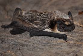 Attēlu rezultāti vaicājumam “Vespertilio murinus”