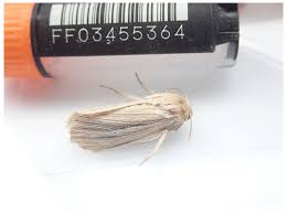 Attēlu rezultāti vaicājumam “Mythimna impura”